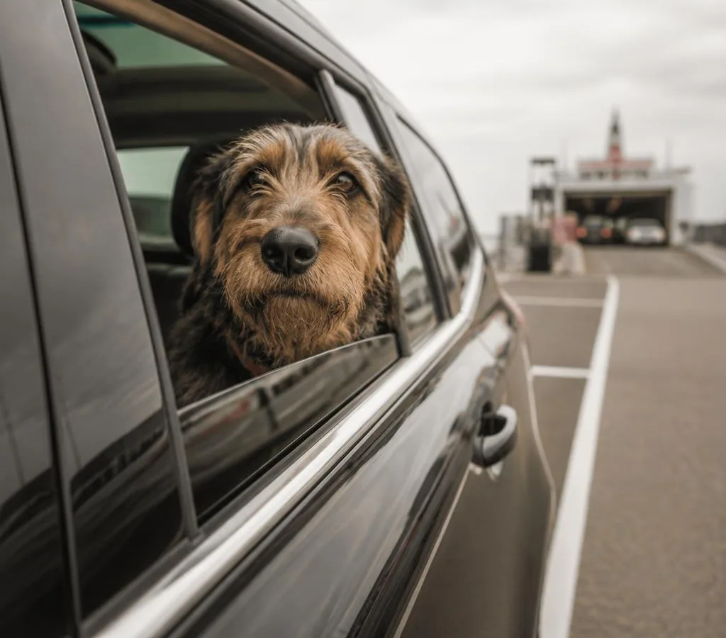 Dog looking out from a private vehicle during a Frankfurt to UK pet taxi journey