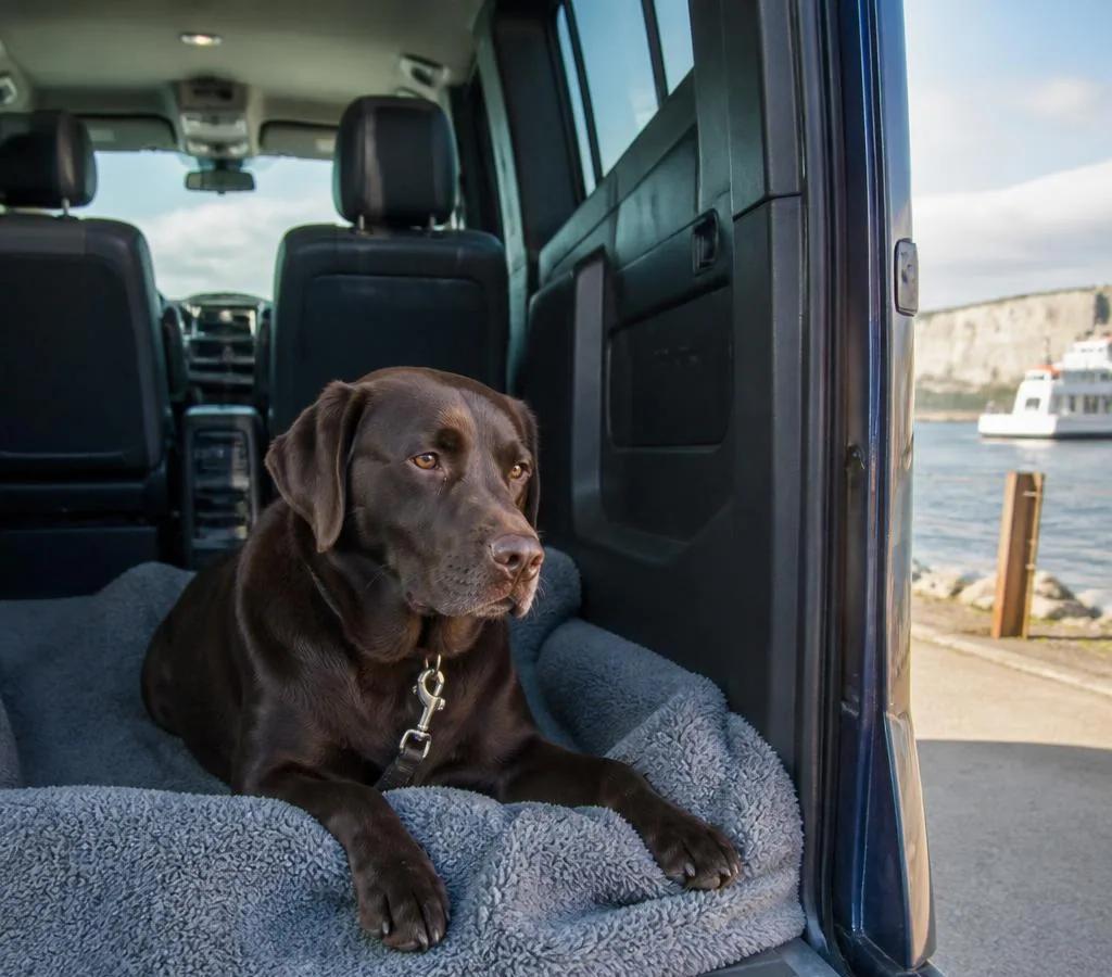 Dog taking a calm rest break during a private Nantes to UK pet taxi journey